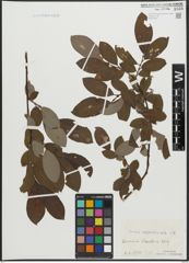 Foto von Salix appendiculata Vill.